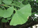 arbre aux 40 �cus