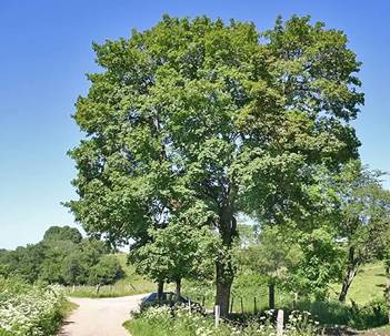 Acer campestris (Erable champ�tre)