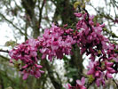 arbre de Jud�e