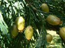 caloc�dre