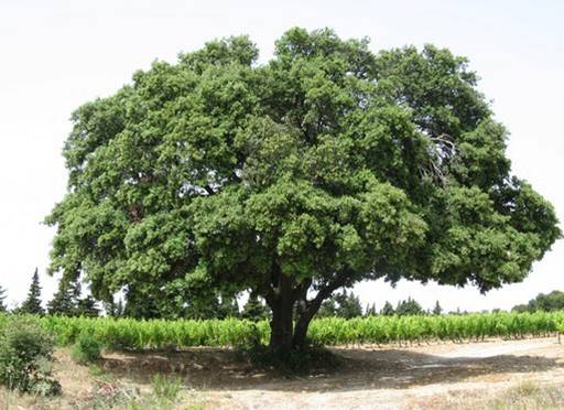 Quercus ilex (Ch�ne vert)