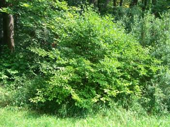 Cornus mas (Cornouiller m�le)