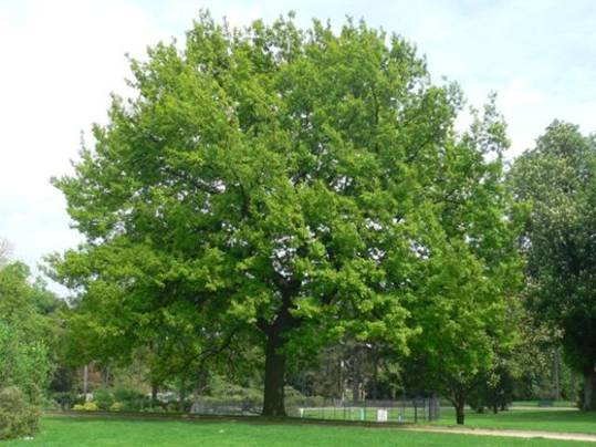 Quercus pubescens (Ch�ne pubescent)